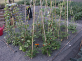 Runner Beans Pic 5