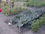 Cabbages