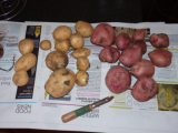 August Harvest - 2