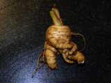 Parsnip woe