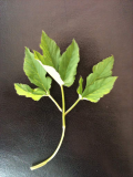 our weed