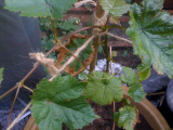 Grape Vine Vroege Van De Laan 