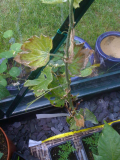 Grape Vine Boskoop Glory 