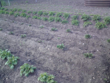 My potatoes, May 2011