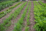 Carrots 2010