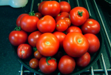 Tomatoes Sept 2010