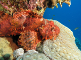 underwater
