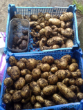 tatties for tea?