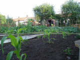 sweetcorn