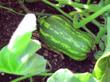 Mixed Squash