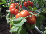 Marmande