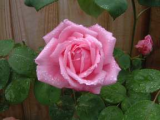 Climbing Rose