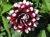 Red Pinwheel Dahlia