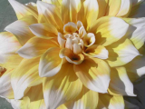 Yellow Pinwheel Dahlia