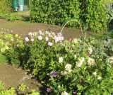 Pink Pom Pom Dahlias