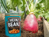 Giant Radish