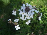 Dame's violet Hesperis matronalis
