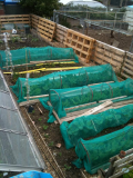 my garden