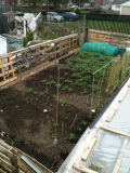 my garden