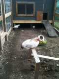 hen house