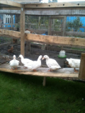 duck house