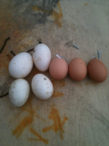 eggs