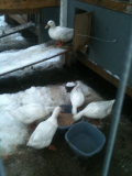feeding time