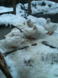 more snow