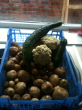 some off my harvest box,s