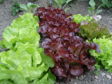 Colourful Lettuce