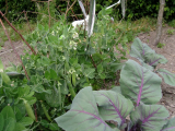 Peas and red cabbage
