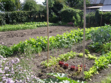 Spinach etc