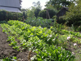 spinach