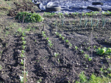 Broad beans