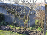 Raspberries under the pear tree