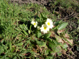 Spring on its way??