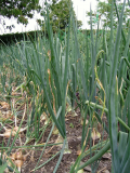 Onions and shallots