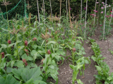 sweetcorn