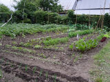 Newly re-planted leeks