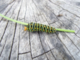black swallowtail caterpillar eating my carrots!