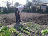 Spuds in!!!