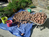 Desiree potato harvest