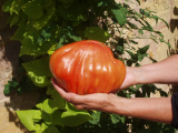 Giant tomato