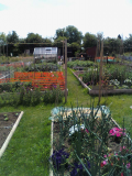 allotment