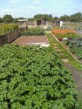 allotment