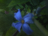 herbaceous clematis 'cassandra'