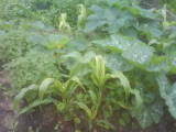 oca sweetcorn & courgette