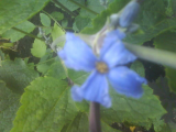 herbaceous clematis 'cassandra'b