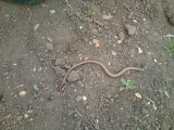 Slow worm