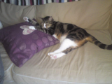 tired cat